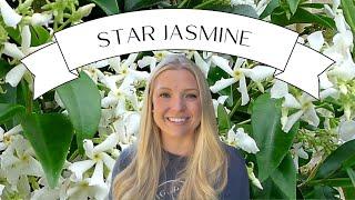Plant Profile: Star Jasmine :: Dig, Plant, Water, Repeat