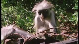 Colobus monkey medicine - BBC