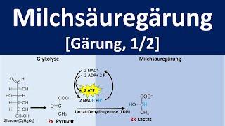 Milchsäuregärung - Gärung, anaerobe Stoffwechselprozesse [1/2] - [Biologie, Oberstufe]