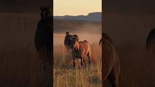 CABALLOS SALVAJES EN ESTADOS UNIDOS: UN LEGADO VIVO 