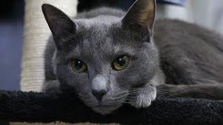 8 Reasons You SHOULD NOT Get a Russian Blue Cat 