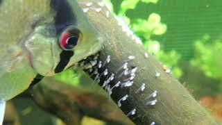 Breeding Angelfish: Angelfish "Pterophyllum scalare" Take Care Of Their 4 Days Young Larvea