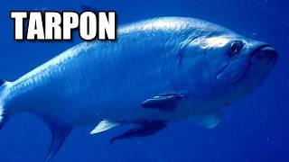 Tarpon Facts: a HIGH FLYING Fish  Animal Fact Files