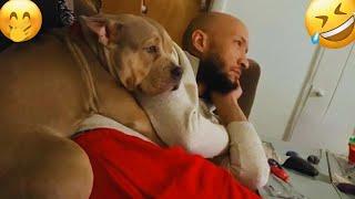 Unexpected Laugh with these Funny Dogs - Best Funniest Dog Videos of 2025 #21