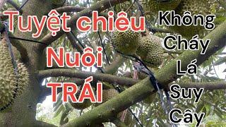 Tuyệt chiêu NUÔI TRÁI Sầu Riêng không CHÁY LÁ SUY CÂY