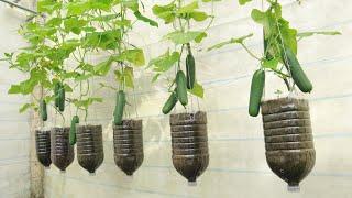 Great idea - Growing cucumbers hanging with small plastic bottles still produces many fruits