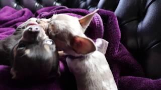 Weird dogs making weird noises