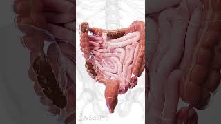  Understanding Constipation: A Closer Look at the Colon  #anatomy