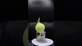 Onion growth under MBER sound #science #timelapse