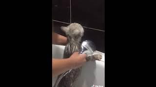 кот в ванной говорит нормально