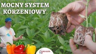 Mocny system korzeniowy w papryce | Jak stosować Agro-Sorb Radiculum i L-Amino+ Ca | Papryka rozsada