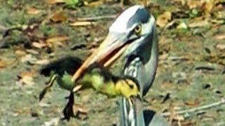 Heron Eats Duckling FYV