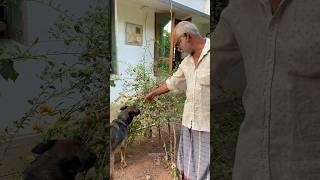 ഇനി ആർക്കെങ്കിലും ഇത് അറിയാതെ ഉണ്ടോ? ‍️ #chottu #dog #doglover #laika