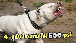 4 สุนัขที่มีแรงกัดมากกว่า 500 psi