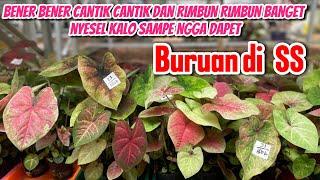 READY || PAKET NAMPAN KALI INI BEBER BENER RIMBUN RIMBUN DAN CANTIK BANGET RUGI KALO NGGA KEBAGIAN