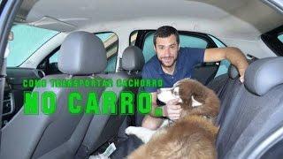 Como transportar cachorro no Carro ?!