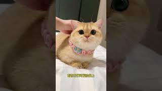 养猫的快乐谁懂呀 #猫咪的迷惑行为