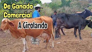 De Ganado Comercial a Girolando: La Transformación de un Proyecto Ganadero