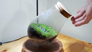 A Moss Terrarium Balancing on Its Edge (A Face in a Jar)