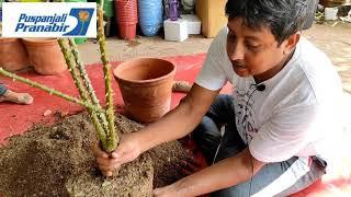 How to repot plants.....