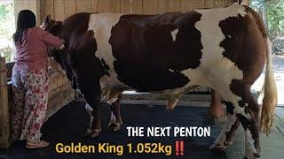 DITAWAR 120 JUTA DI USIA MUDA || GOLDEN KING SAPI TERBESAR IBU ELOK BELUM DILEPAS‼️