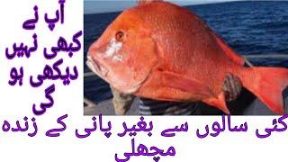 how to make fish design in the roof/awan auto all rounder