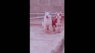 Cute Husky Puppies l Jack Winnie Siberian Husky l Pet Lover