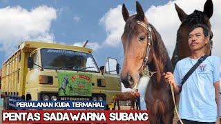 Reva Oday Putra's renggong horse goes on stage - Dancing horse video