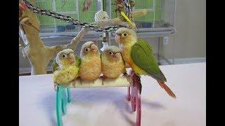 Libby's Baby, Bridget, Petey, and Shiloh -- Pineapple Green Cheek Conures