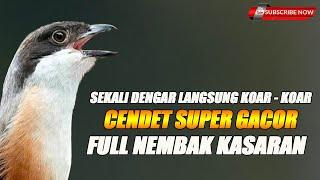 CENDET GACOR FULL NEMBAK KASARAN COCOK UNTUK MASTERAN BURUNG BAHAN !!!