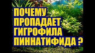 Проблемы с Растениями в Аквариуме. Почему пропадает Гигрофила Пиннатифида?