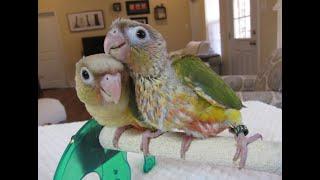 Video #4 -- Pine and Apple's Baby Pineapple Green Cheek Conures