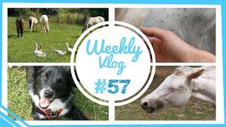 Nono pas très sage ! + Une mauvaise semaine ? + On est toutes fatiguées #57 WEEKLY VLOG