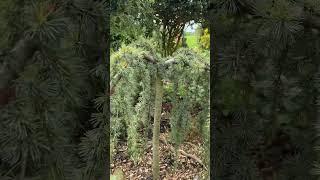 Новый день в моём саду Mein Garten 21.04.25