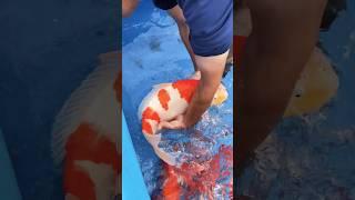 Bringing in his best Koi Fish! These are the best!  #koi #koifish #japanesekoi #shorts