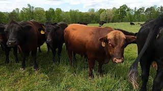 You Won't Believe How Raising Cattle Like This Has Saved Our Farm!