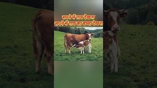 सपने में गाय देखना | sapne me gaay dekhna | सपने में गाय देखना | seeing cow in dream |swapanshastra