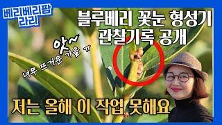 올해는 순막기 하지 않으려 해요. "생선액비와 꽃눈 형성: 뜨거운 여름 날씨 속 실험과 관찰 기록"