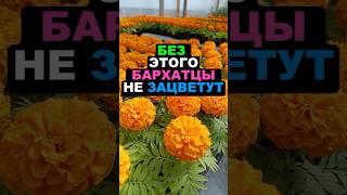 Без этого бархатцы не зацветут #секреты #цветы #сад #дача #огород #бархатцы