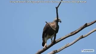 Grey-headed Fish Eagle @ Chiu Sein Chiong 9091