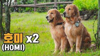 What was the golden retriever's reaction when he met his brother after 5month? (subtitle)