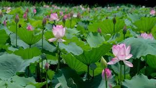 Peaceful Lotus Pond with 2 Hours of Soothing Wetland Sounds