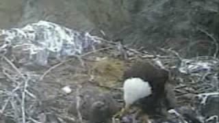 Huge Dinner for the TH Eaglets