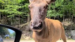 Extended video tour of Parc Omega animal safari in Québec, Canada