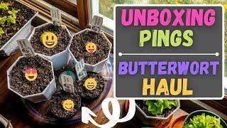 Unboxing Carnivorous Plants - Cape Sundew & Pinguicula Haul - Rainbow Carnivorous Plants!