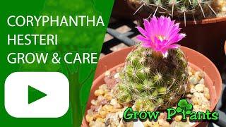 Coryphantha hesteri - grow & care (Beehive cactus)