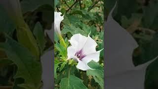 Toloache-toloatzin (Datura Ferox)