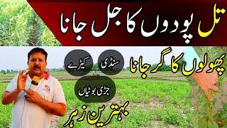 How to remove weeds from sesame crop | Best spray for sesame crop