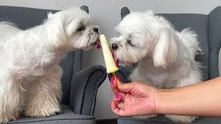 DELICIOUS ICE CREAM FOR MALTESE PUPPIES