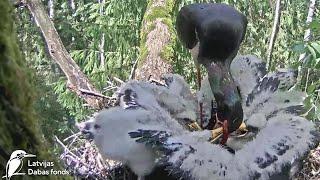 Melnais stārķis~Dad brings a huge load fish and frogs~2:56 p.m 2024/06/24